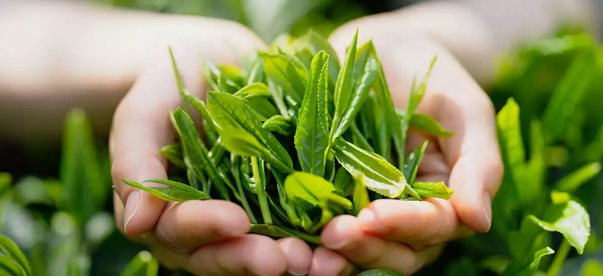 Zielona herbata i korzyści dla skóry, których nie znałaś